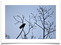 Bird Silhouette (Crow) - June Bannister